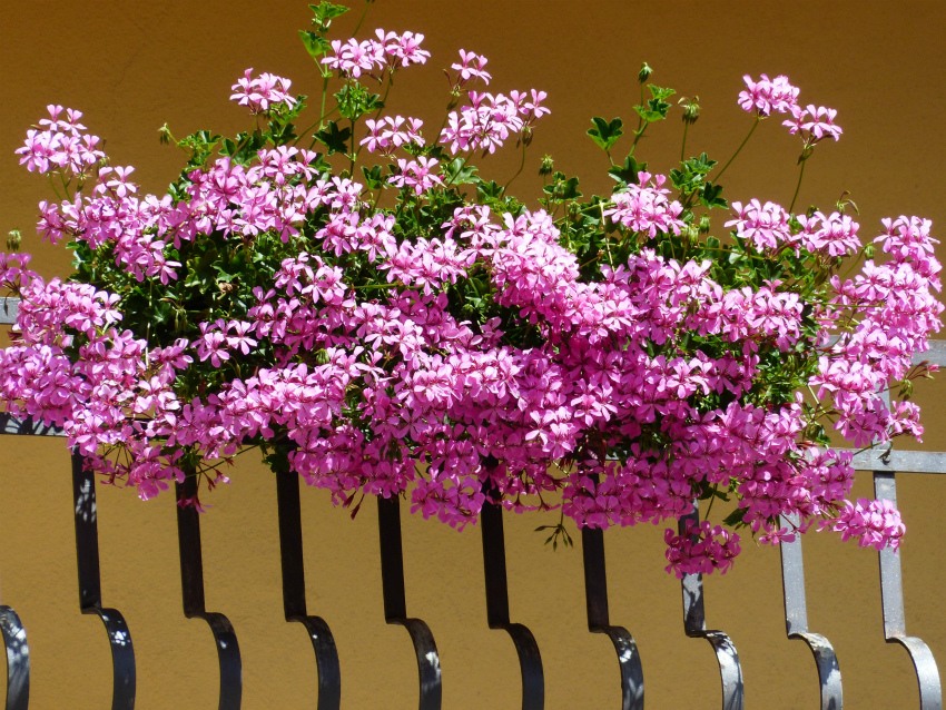 Мини-клумба на балконе: советы по подбору цветов и оформлению