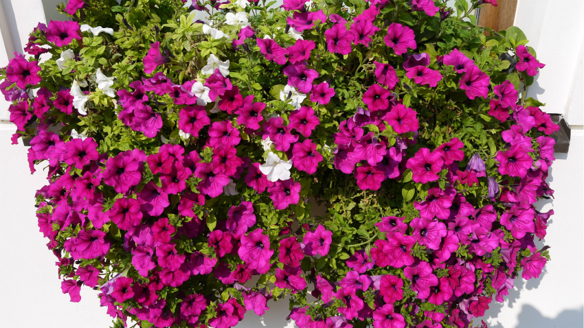 nature-plant-flower-purple-summer-shrub-1026282-pxhere.jpg