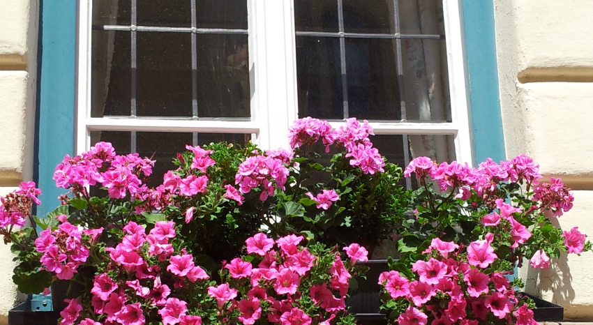 nature-plant-flower-window-pink-flora-1024181-pxhere_1.jpg